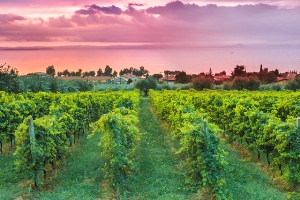 Ein Glas Italianità oder zwei für zu Hause