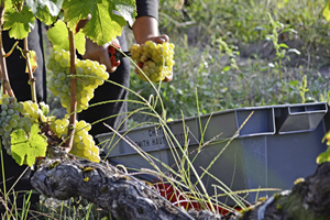 Eine edle Traube für fruchtige Weissweine