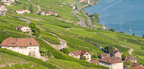 Chasselas: frisch, fruchtig und spritzig