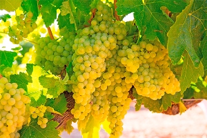 Chardonnay, die flexible Rebsorte