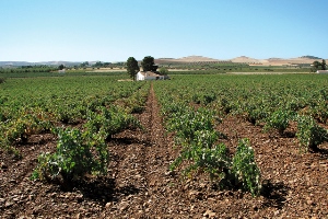 Die grosse spanische Weinvielfalt