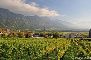 Weinbau in der Deutschschweiz