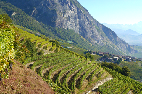 Das Wallis, der Schweizer Weinbaukanton