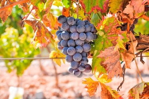 Syrah liebt die Sonne und die Hitze
