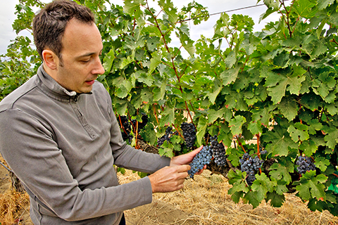 Weinliebhaber und Amseln lieben Merlot