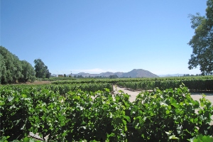 Entdecken Sie neue Weine aus Chile